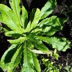 Lactuca virosa Leaf