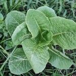 Lactuca sativa Folha