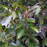 Prunus laurocerasus Blatt