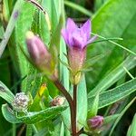 Gentianella amarella പുഷ്പം