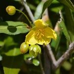 Ochna pulchra 花