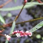 Persicaria minor Blüte