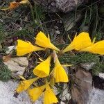 Narcissus bulbocodium Kwiat