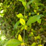 Acalypha siamensis Leaf