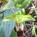Ophrys fusca Flor