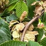 Ulmus glabra Fruit