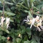 Lonicera japonica Floare