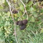 Alnus cordata Fruchs