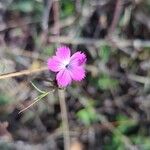 Dianthus carthusianorumKvet