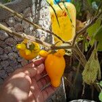 Solanum mammosum Fruit