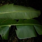 Heliconia secunda Hoja