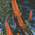 Aloe ferox Flower