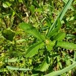 Leucanthemum ircutianum Folha