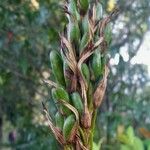 Aloe arborescens Plod