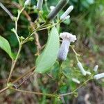 Paederia foetida Fiore