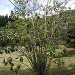 Frangula azorica Libunga