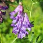 Vicia craccaFlower