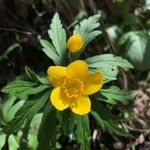 Anemone ranunculoides Flor