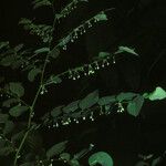 Phyllanthus brasiliensis