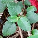 Acalypha herzogiana Leaf