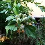 Hibiscus syriacusFruit