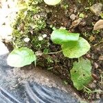 Youngia japonica Foglia