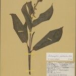 Ischnosiphon puberulus Hoja