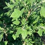 Chenopodium albumFeuille