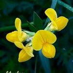 Lotus glaber 花