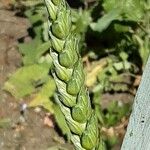 Triticum aestivum Flower