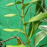 Epidendrum radicans Leaf