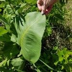 Silphium terebinthinaceum Lehti