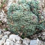 Saxifraga caesiaFoglia