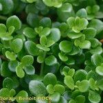 Polycarpon polycarpoides Libunga