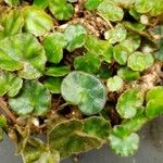 Begonia hydrocotylifolia Ліст