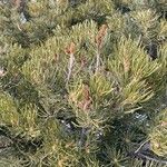 Pinus edulis Folha