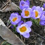 Crocus sieberi Habitus