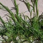 Bromus sterilis عادت داشتن