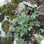 Potentilla caulescens Συνήθη χαρακτηριστικά