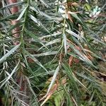 Araucaria angustifolia Hoja