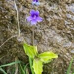 Pinguicula grandiflora Likasa
