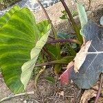 Colocasia esculentaLeaf