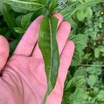 Centaurea cheiranthifolia Deilen