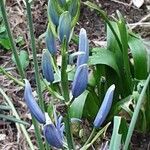 Camassia leichtlinii Blüte