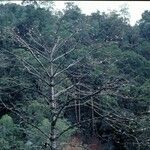 Ceiba pentandra Habit