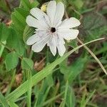 Silene latifoliaBlomst