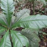 Clavija costaricana Leaf