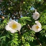 Rosa roxburghii Blomma