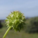 Valerianella discoidea Плод