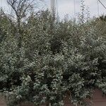 Elaeagnus commutata Habit